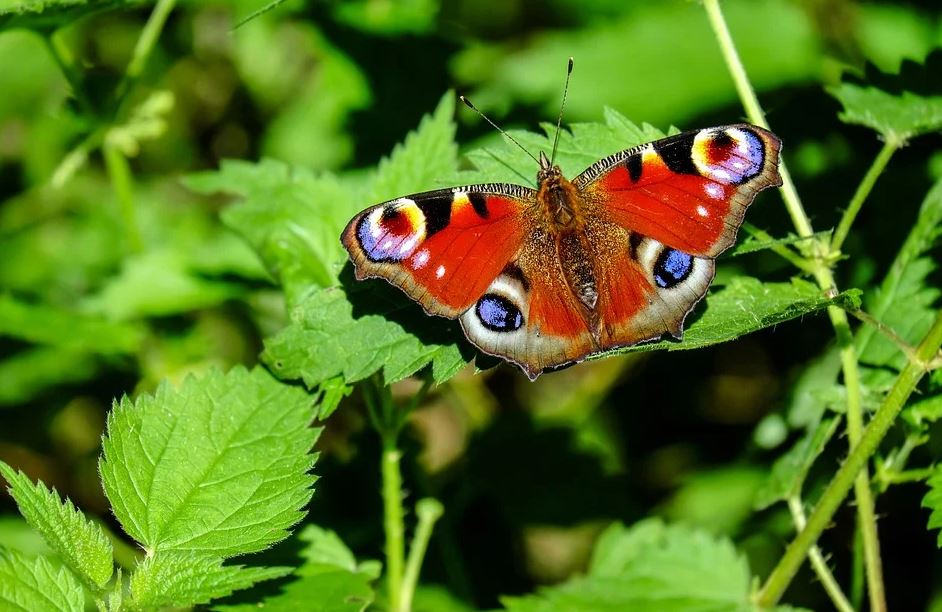 motýl na zahradě
